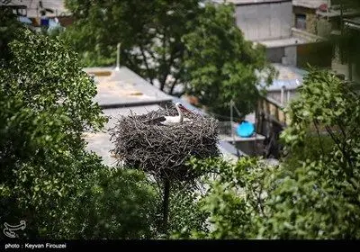 همزیستی لک‌لک‌ها و انسان در روستای دره‌تفی - کردستان
