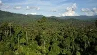 منطقه‌ای به «وسعت سوئیس» از جنگل‌های مناطق حاره جهان در سال ۲۰۲۲ از بین رفته است

