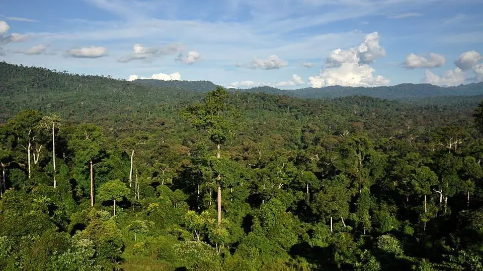 منطقه‌ای به «وسعت سوئیس» از جنگل‌های مناطق حاره جهان در سال ۲۰۲۲ از بین رفته است

