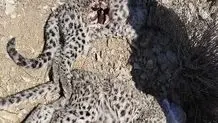 مرگ مشکوک دو توله پلنگ ایرانی در پارک ملی خبر؛ زنگ خطر برای حفاظت از گونه‌های در معرض انقراض