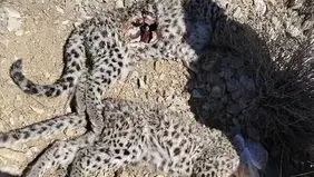 مرگ مشکوک دو توله پلنگ ایرانی در پارک ملی خبر؛ زنگ خطر برای حفاظت از گونه‌های در معرض انقراض