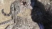 پلنگ ایرانی در بندر لنگه مشاهده شد 