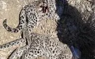 مرگ مشکوک دو توله پلنگ ایرانی در پارک ملی خبر؛ زنگ خطر برای حفاظت از گونه‌های در معرض انقراض