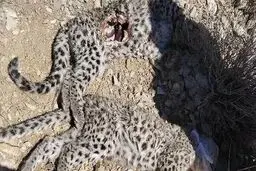 مرگ مشکوک دو توله پلنگ ایرانی در پارک ملی خبر؛ زنگ خطر برای حفاظت از گونه‌های در معرض انقراض