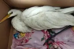 قضیه انتقال لک لک به شهرری چه بود؟