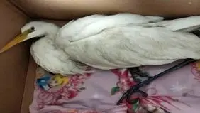 قضیه انتقال لک لک به شهرری چه بود؟