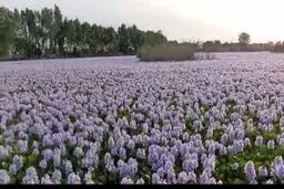 این گیاه زیبا و خطرناک بابل را تسخیر می‌کند 