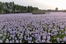 این گیاه زیبا و خطرناک بابل را تسخیر می‌کند 
