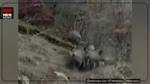 تصاویری از گله گرازها در طبیعت بکر اشکور رودسر