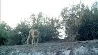 مشاهده 3 قلاده از یوزپلنگ‌های ایرانی در شاهرود