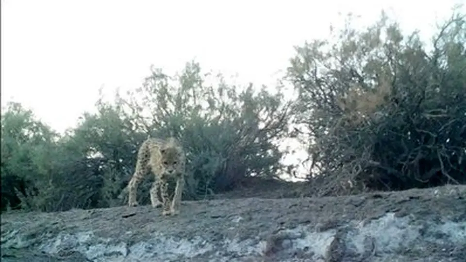 مشاهده 3 قلاده از یوزپلنگ‌های ایرانی در شاهرود