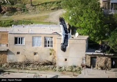 همزیستی لک‌لک‌ها و انسان در روستای دره‌تفی - کردستان