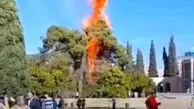 آتش‌سوزی در محوطه آرامگاه سعدی مربوط به دو درخت کهنسال است
