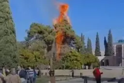 آتش‌سوزی در محوطه آرامگاه سعدی مربوط به دو درخت کهنسال است
