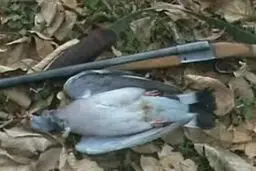مجوز شکار کبوتر وحشی صادر شد