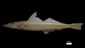 کشف یک ماهی و نام‌گذاری به نام خلیج فارس

