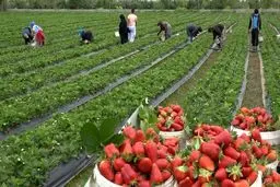 تصاویر تماشایی از برداشت توت فرنگی در گیلان