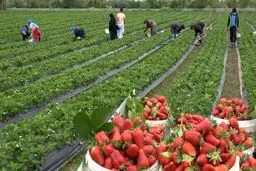 تصاویر تماشایی از برداشت توت فرنگی در گیلان