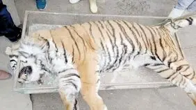 کالبدشکافی پرونده «ونداد»؛ سم یا پانکراتیت؟
