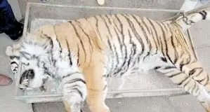 کالبدشکافی پرونده «ونداد»؛ سم یا پانکراتیت؟
