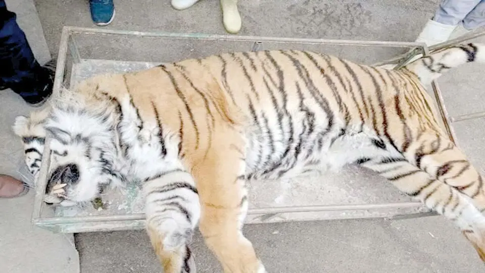 کالبدشکافی پرونده «ونداد»؛ سم یا پانکراتیت؟
