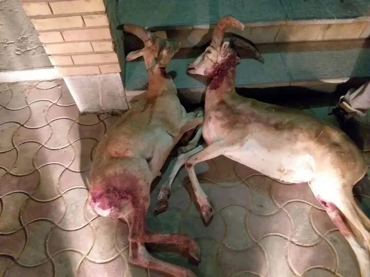 لاشه ۲ راس قوچ ارمنی توسط شکارچیان غیرمجاز در سقز کشف و ضبط شد