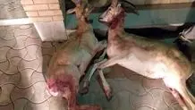 محیط بانان دهگلان هدف شکارچیان غیرمجازشدند