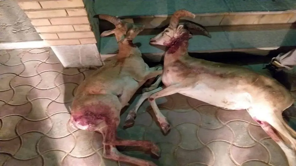 لاشه ۲ راس قوچ ارمنی توسط شکارچیان غیرمجاز در سقز کشف و ضبط شد