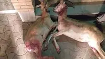 لاشه ۲ راس قوچ ارمنی توسط شکارچیان غیرمجاز در سقز کشف و ضبط شد