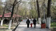 ماجرای قطع درختان پارک ستارخان چیست؟/ عکس
