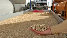 کاهش ۲۳ درصدی صادرات پسته در ایران