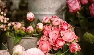 سبدهای گل، میلیونی شد

