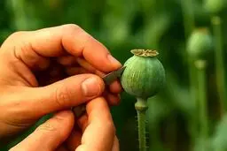 کشت خشخاش و شایعه آزادسازی کشت آن صحت دارد؟