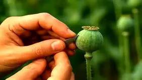 کشت خشخاش و شایعه آزادسازی کشت آن صحت دارد؟