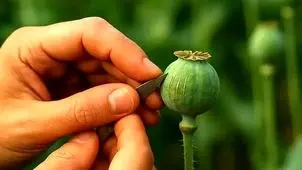 کشت خشخاش و شایعه آزادسازی کشت آن صحت دارد؟