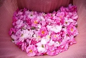 برداشت گل محمدی در روستای اله رودبار بابل