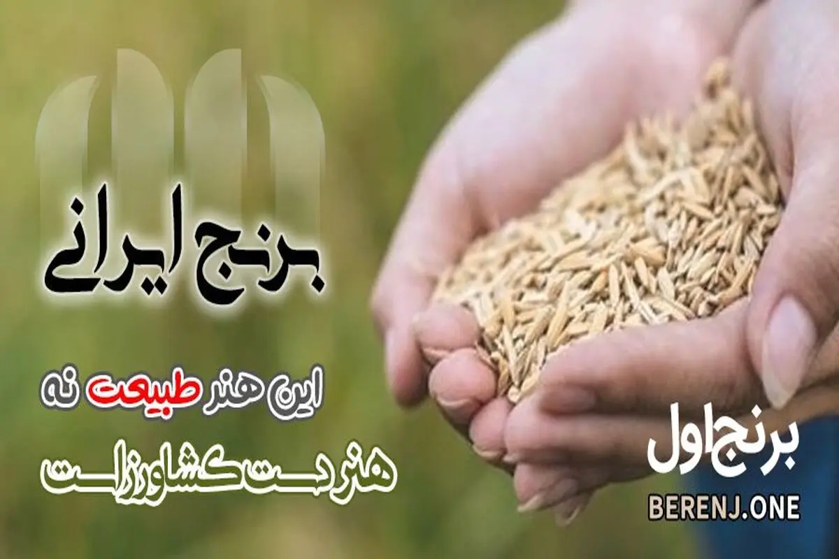 بزرگترین تولیدکننده کارخانه برنج عمده ایران