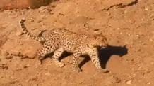 مشاهده پلنگ در خوزستان
