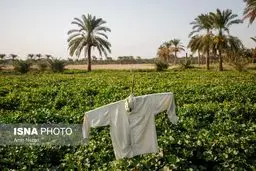 از پلمب گوته تا طوفان در شیراز