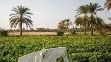 از پلمب گوته تا طوفان در شیراز