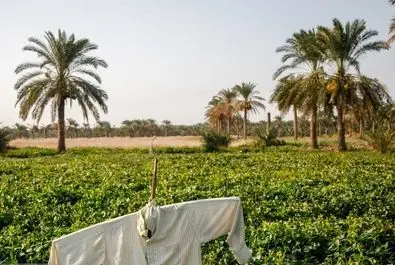 مزرعه خیار چنبر در خوزستان