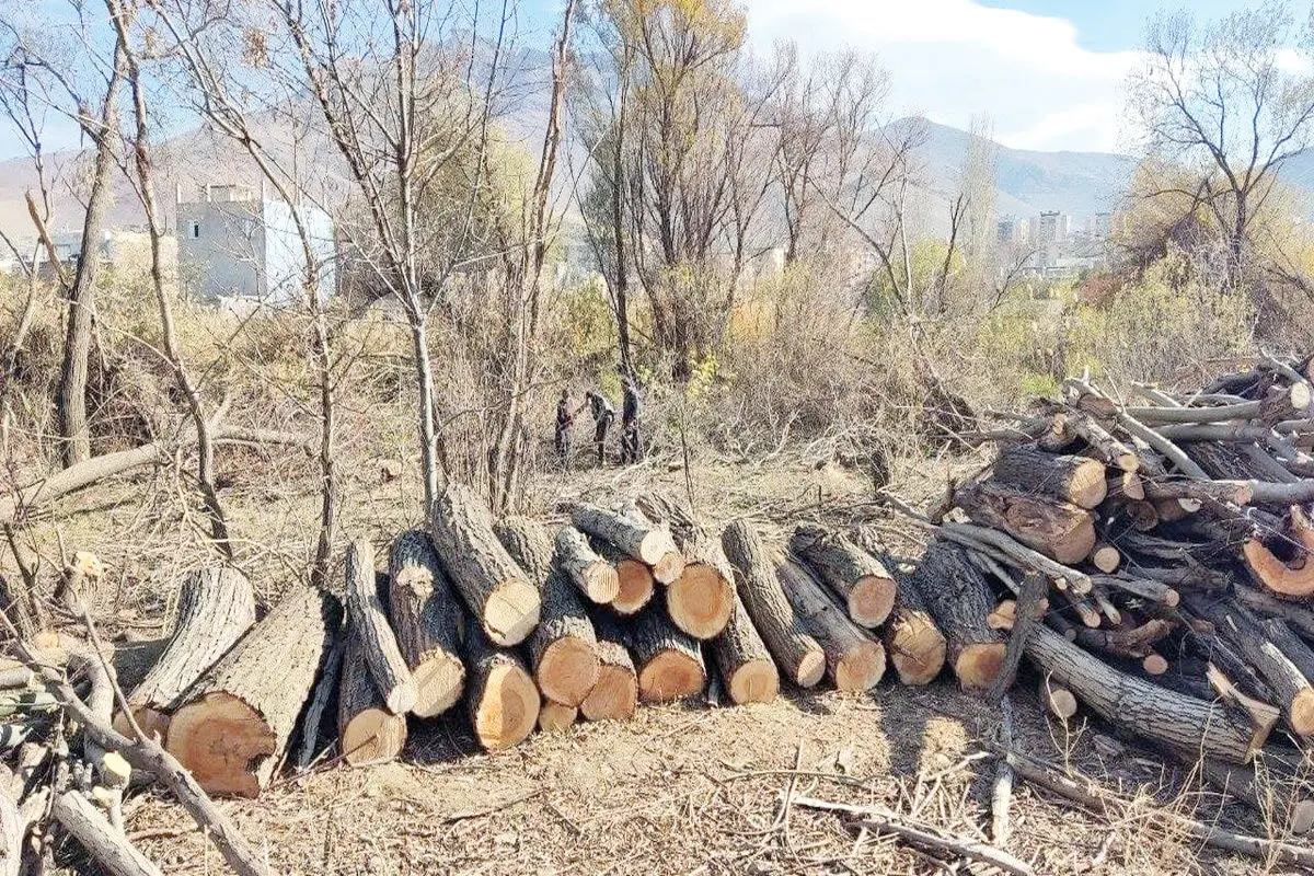 حکم اعدام 50 درخت
