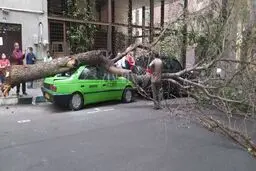 سقوط چندین درخت روی ماشین‌ها بر اثر طوفان در تهران /عکس


