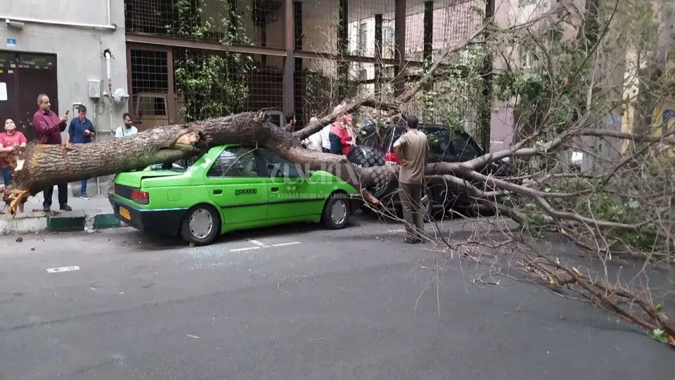 سقوط چندین درخت روی ماشین‌ها بر اثر طوفان در تهران /عکس

