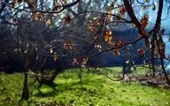 پیش‌بینی هوای فارس و شیراز؛ پنج‌شنبه ۱۱ بهمن