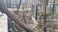 حصارهای بوستان قیطریه برداشته شد