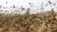 مقابله با ملخ‌ها در گلستان کلید خورد