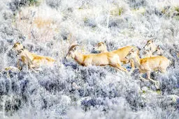 پیش به سوی اقتصادی‌کردن حفاظت