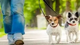 سخنگوی قوه قضاییه :قانون خاصی درباره ممنوعیت سگ گردانی نداریم