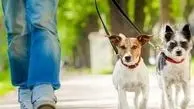 سخنگوی قوه قضاییه :قانون خاصی درباره ممنوعیت سگ گردانی نداریم